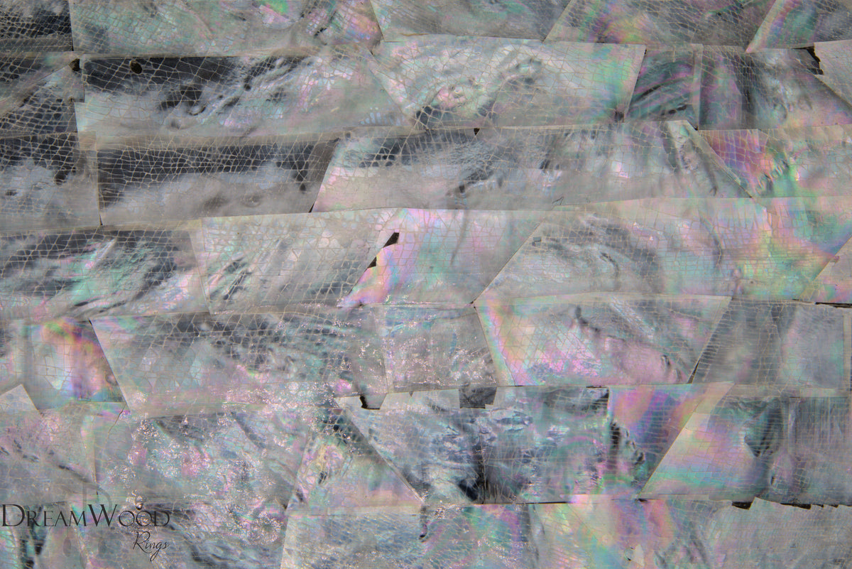 Shell Backed Black Backed Sea Shell Sheet | 3M Backing - DreamWood Rings Supplies