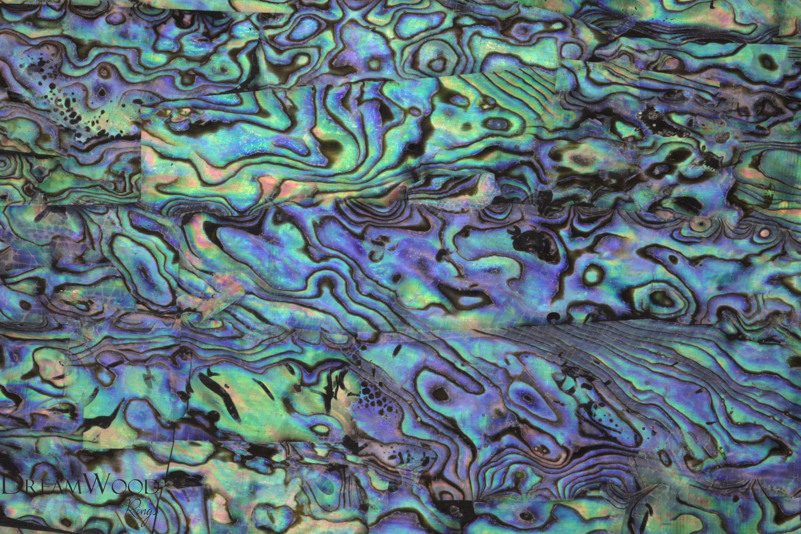 Textures Shell Easy Abalone Shell Texture